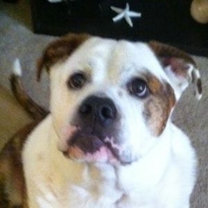 Meet your Posher, Roxanne